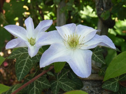 Eisblau
