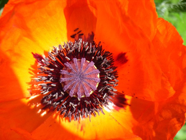Mohn